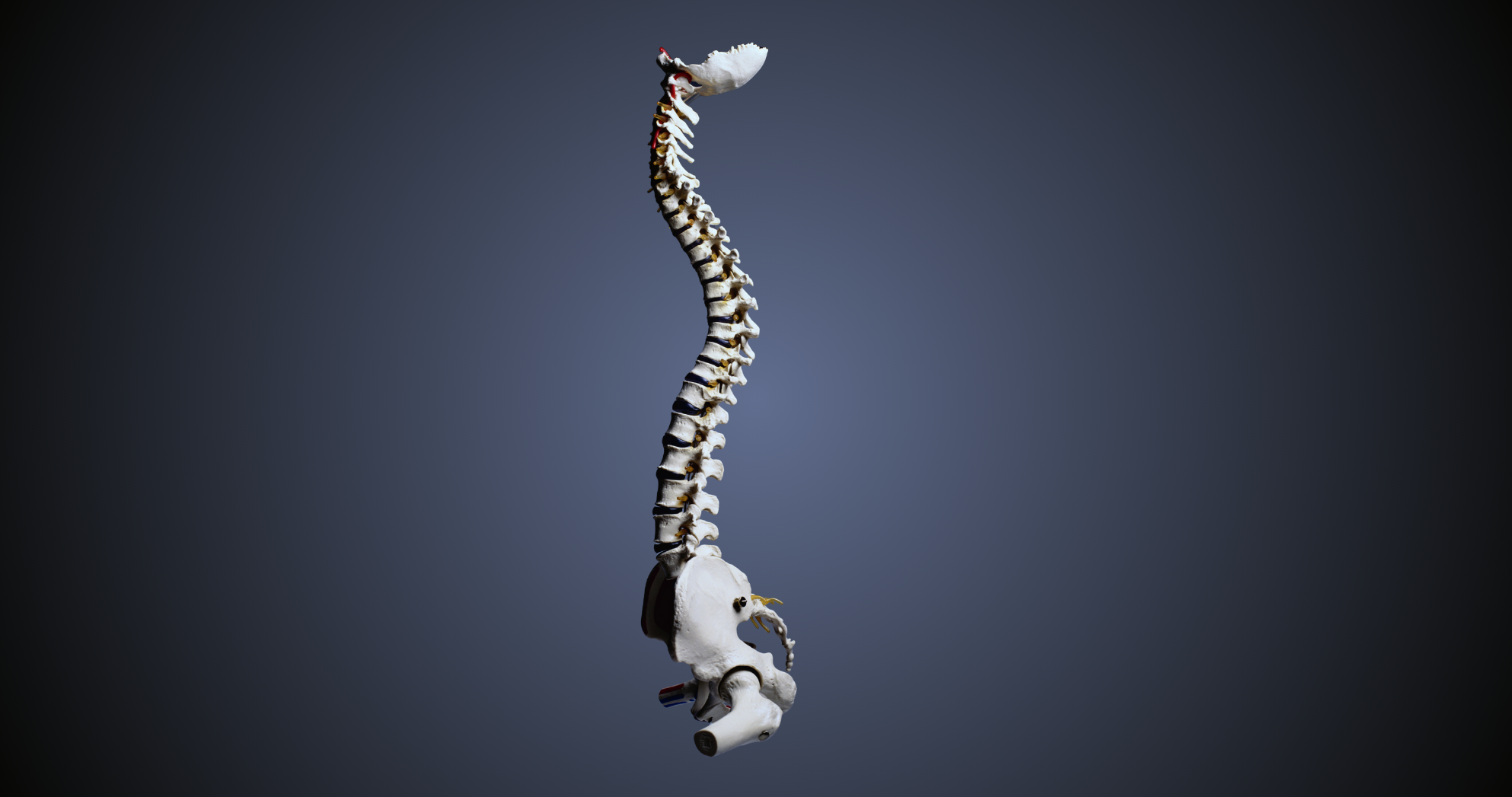 Model of human spine on blue background representing whole spine chiropractic assessment