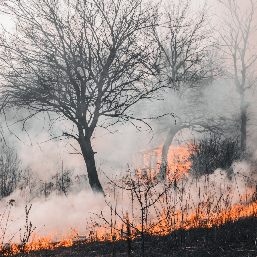 Forest fire smoke causing air pollution